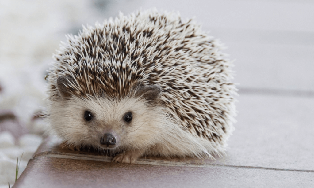 african pygmy hedgehog