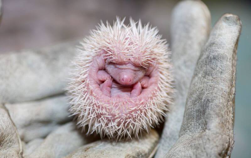 Baby hedgehog being held