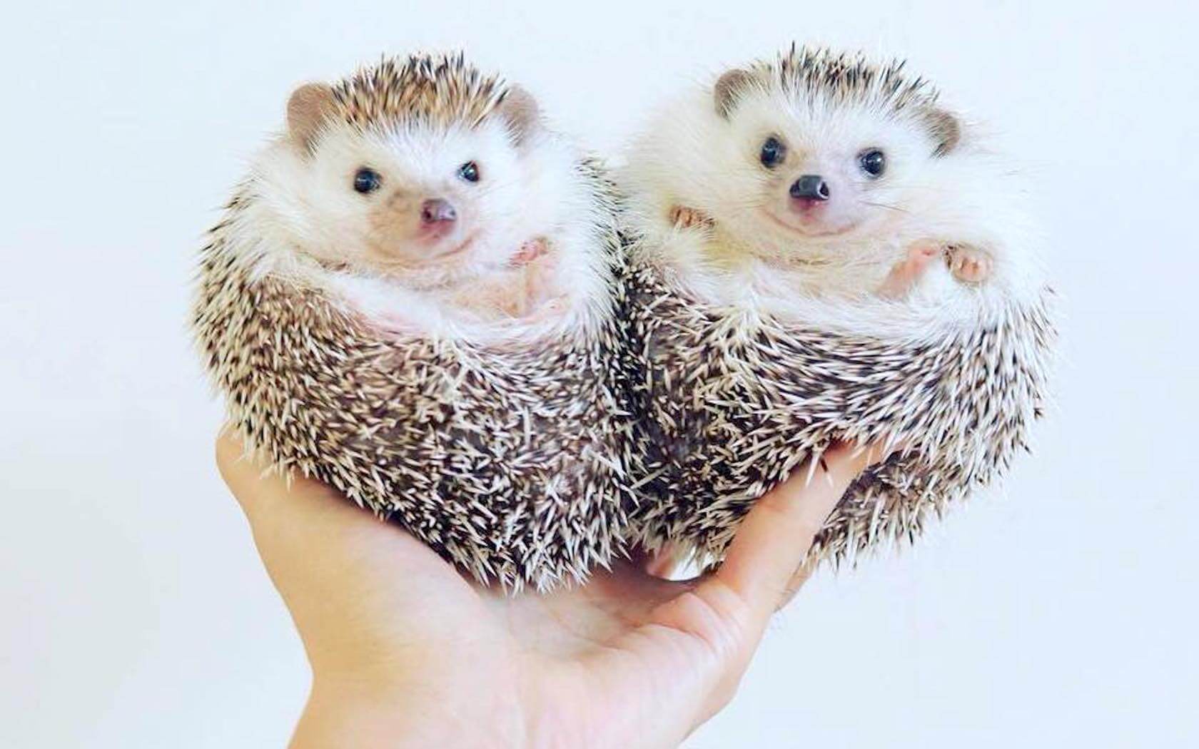 Hedgehog breeding and mating information