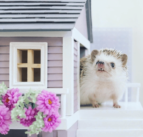 Nature's Miracle Hedgehog Cage Scrubbing Wipes - www