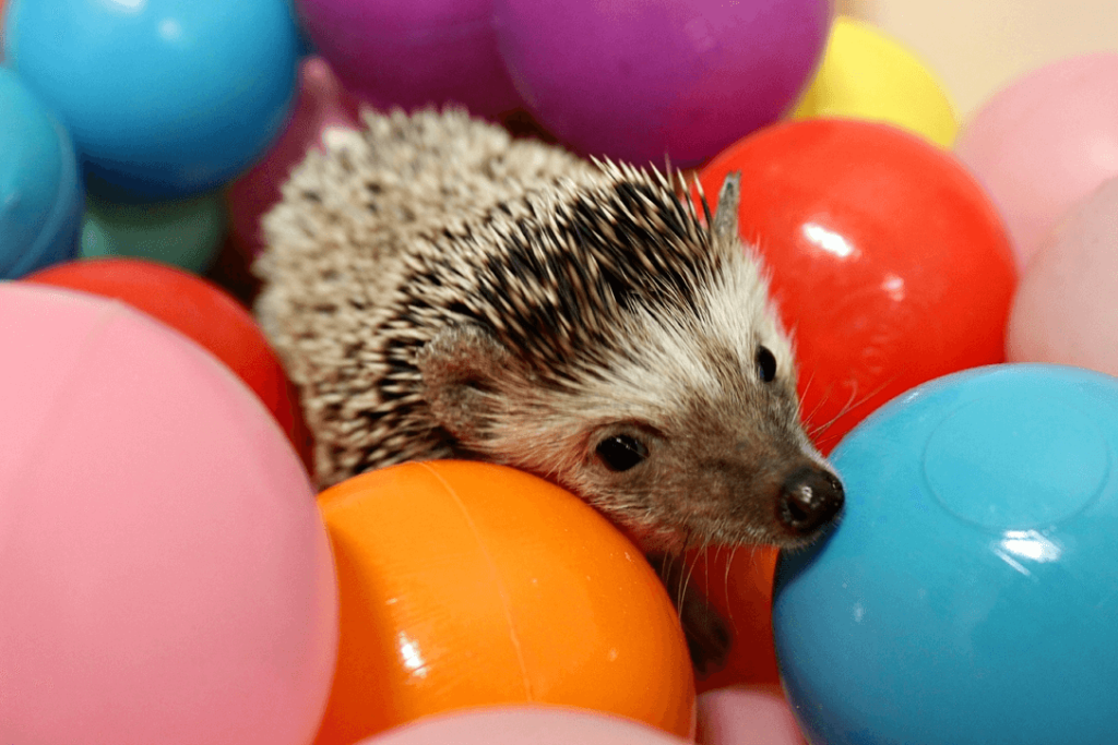 Pet hedgehog playing