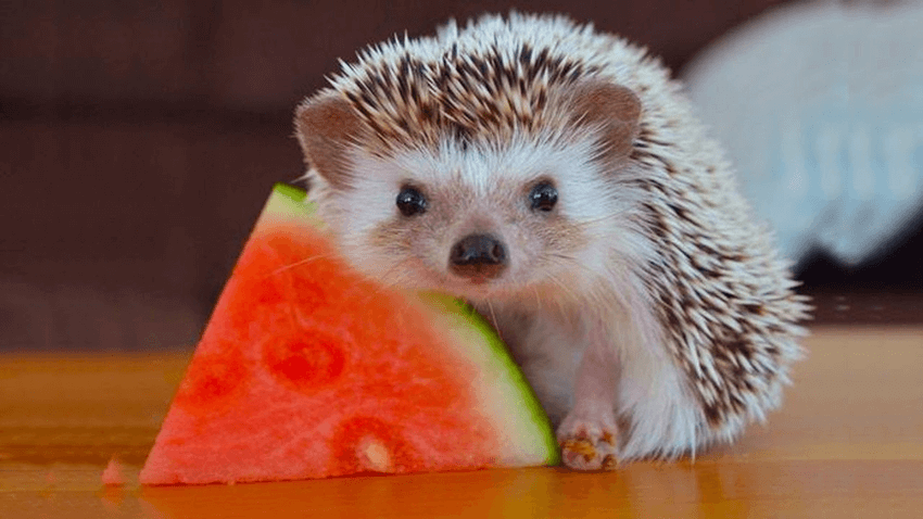 What do hedgehogs eat featured image