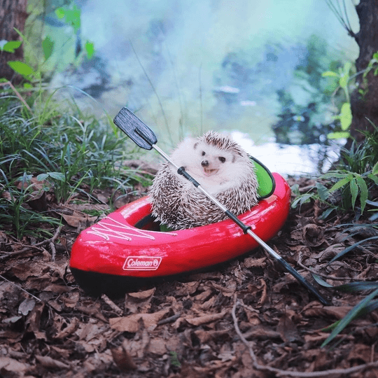 Featured image for the best hedgehog toys post