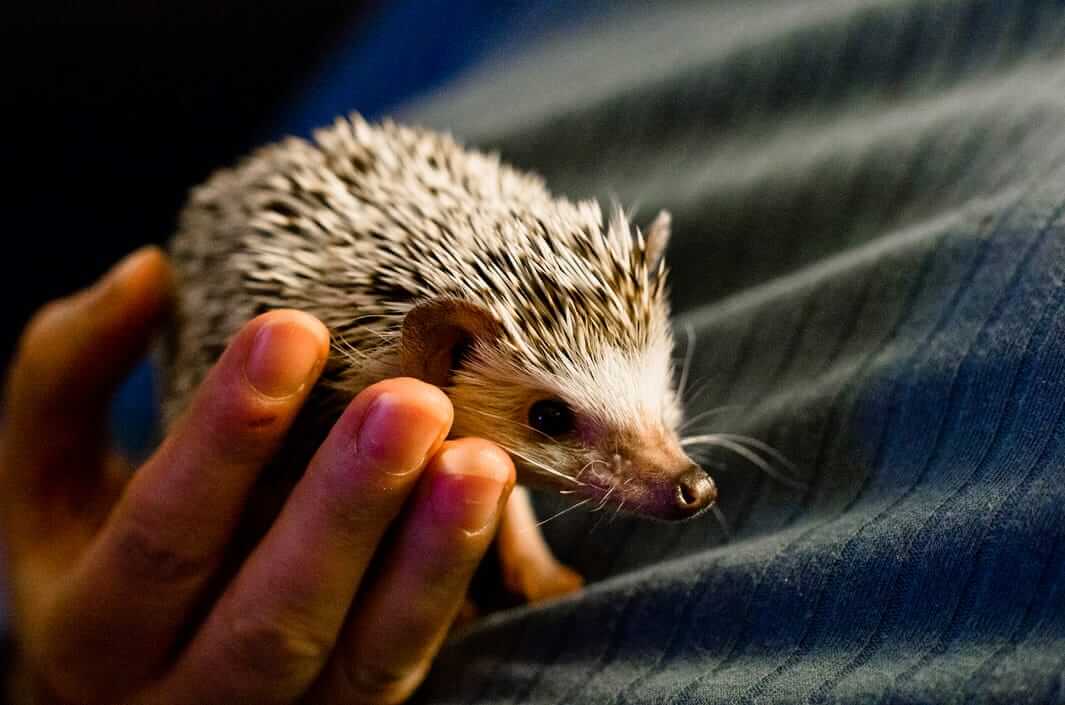 Potential hedgehog names for this cute pet