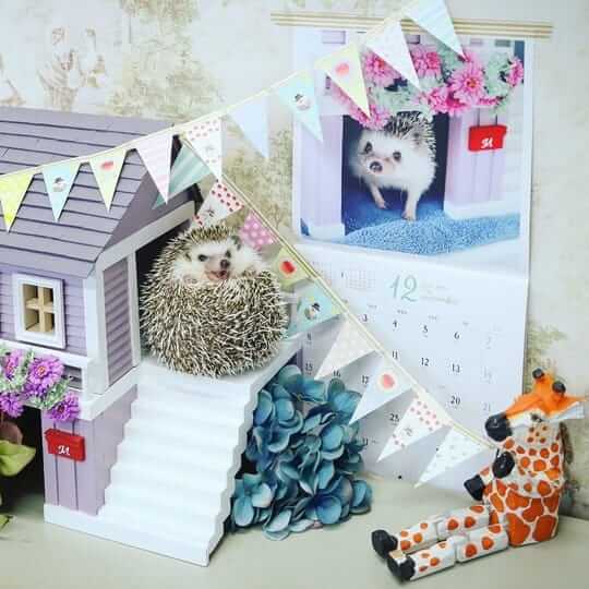 Hedgehog supplies