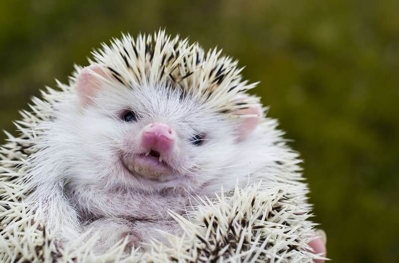 Hedgie pondering how much are hedgehogs