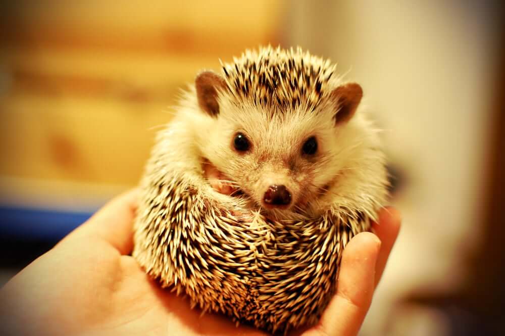 A hedgehog that could potentially get wobbly hedgehog syndrome