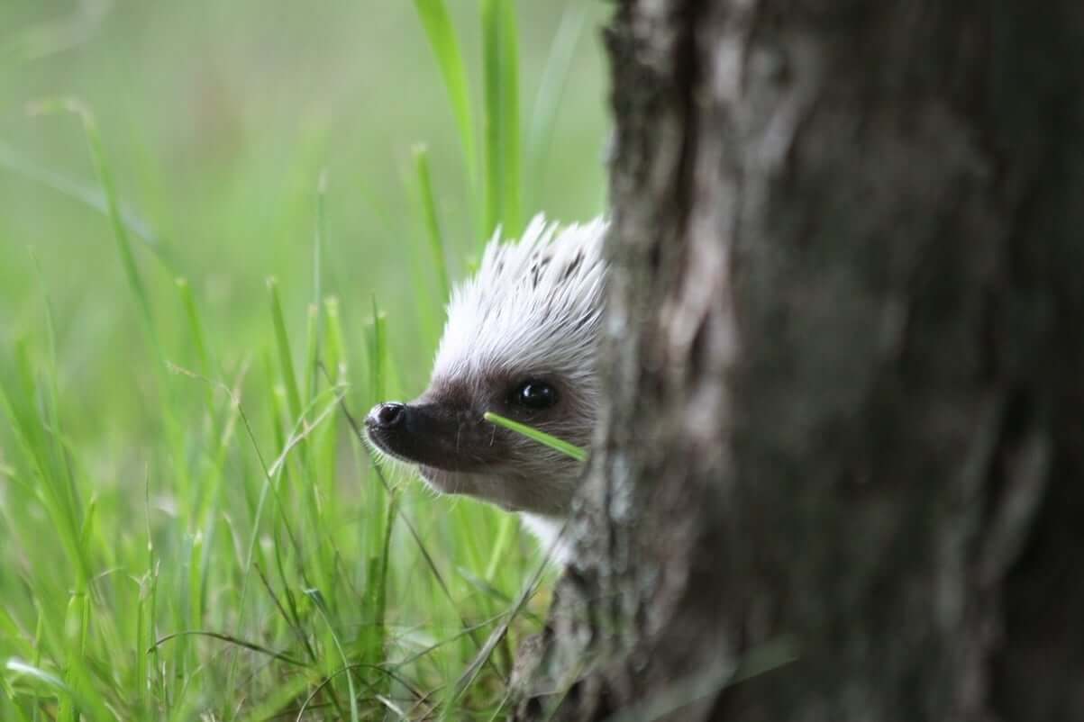 Hedgehog hibernation behavior