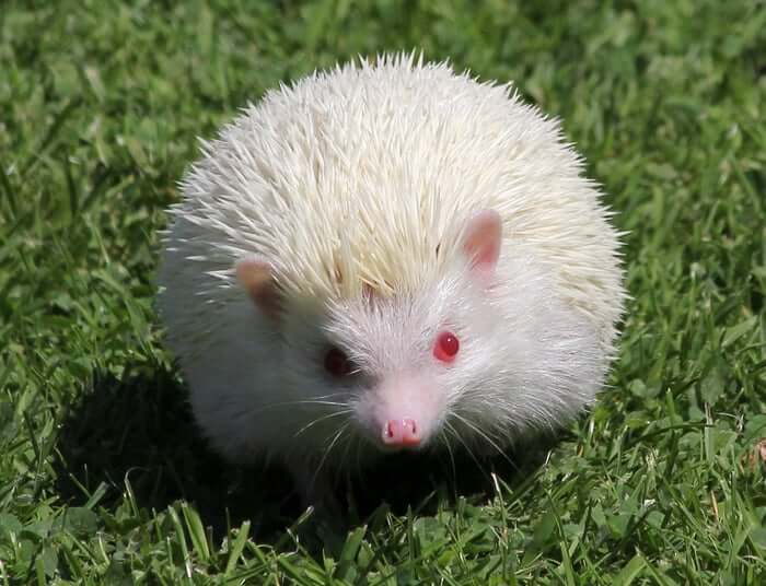 An albino hedgehog in the grass