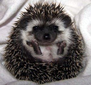 The Algerian black hedgehog