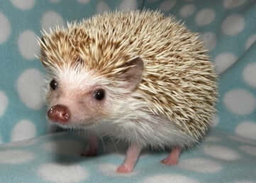 A brown hedgehog on a sofa