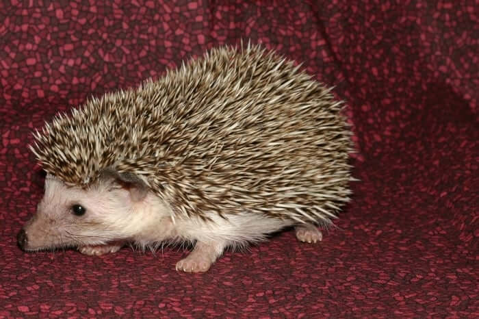 Chocolate colored hedgehog with red background