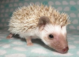 The cinnamon hedgehog