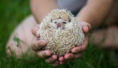 A hedgehog that doesn't smell bad