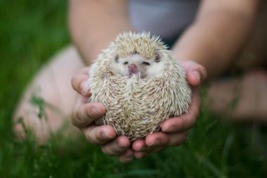 A hedgehog that doesn't smell bad