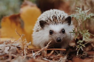 Warm hedgehog due to a heat lamp and pad