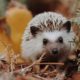 Warm hedgehog due to a heat lamp and pad