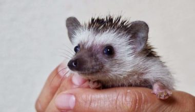 A hedgehog that has successfully been litter box trained