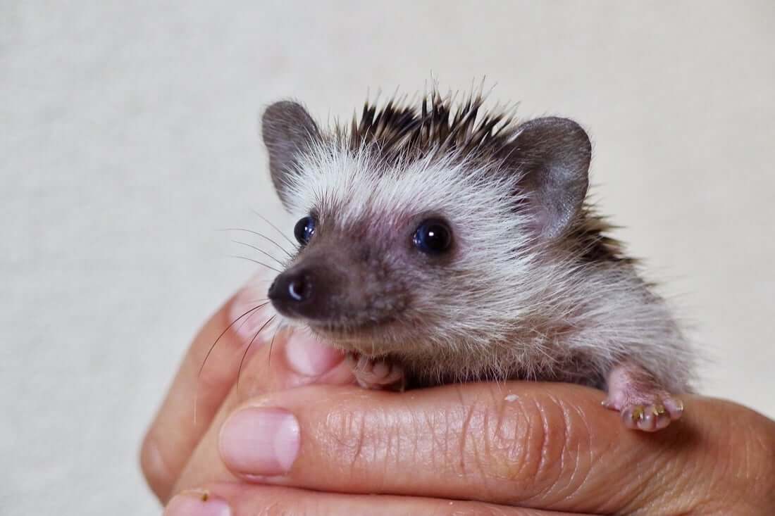 A hedgehog that has successfully been litter box trained