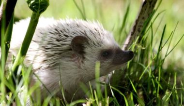 A hedgehog that got treated for mites