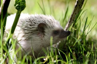 A hedgehog that got treated for mites