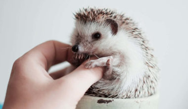 Example of handling during hedgehog quilling