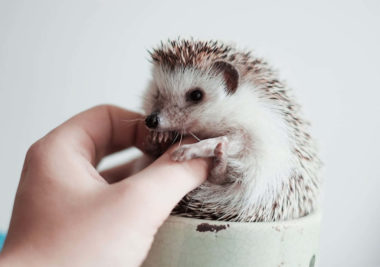 Example of handling during hedgehog quilling