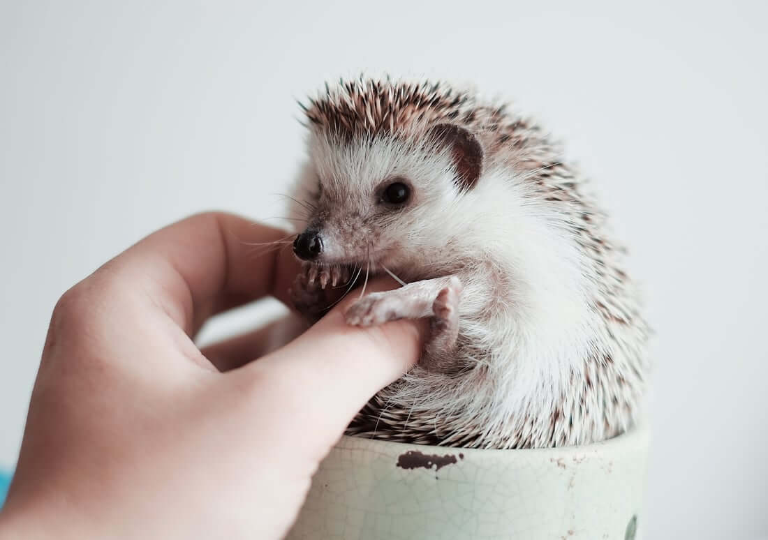 Example of handling during hedgehog quilling