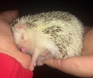 Pinto hedgehog color