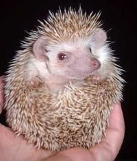 Ruby-eyed cinnicot hedgehog