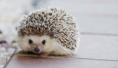 Salt and pepper hedgehog color