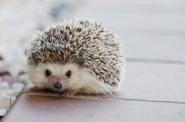 Salt and pepper hedgehog color