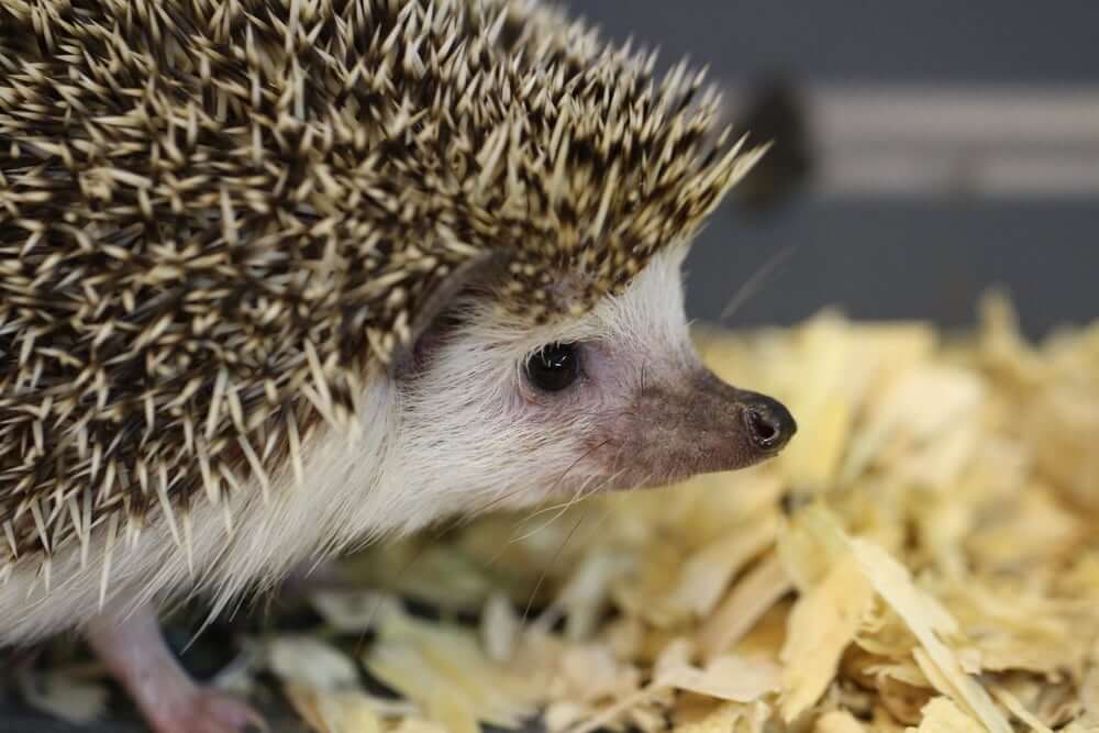 Hedgehog bite before it happens