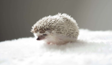 A hedgehog before a bath