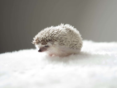 A hedgehog before a bath