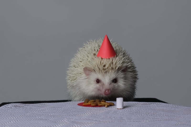 Hedgehog celebrating a new owner