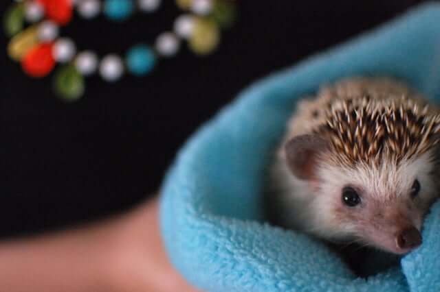 A pet hedgehog drying off in a towel after a bath