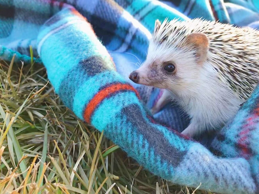 Where to buy a hedgehog on a blanket