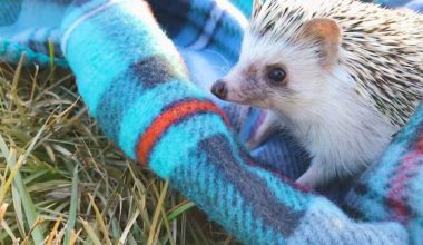 Where to buy a hedgehog on a blanket