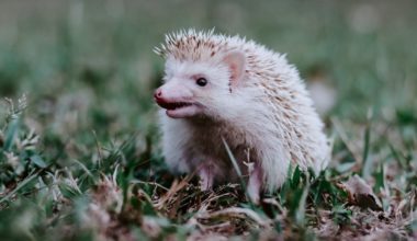 A happy hedgehog after self-anointing