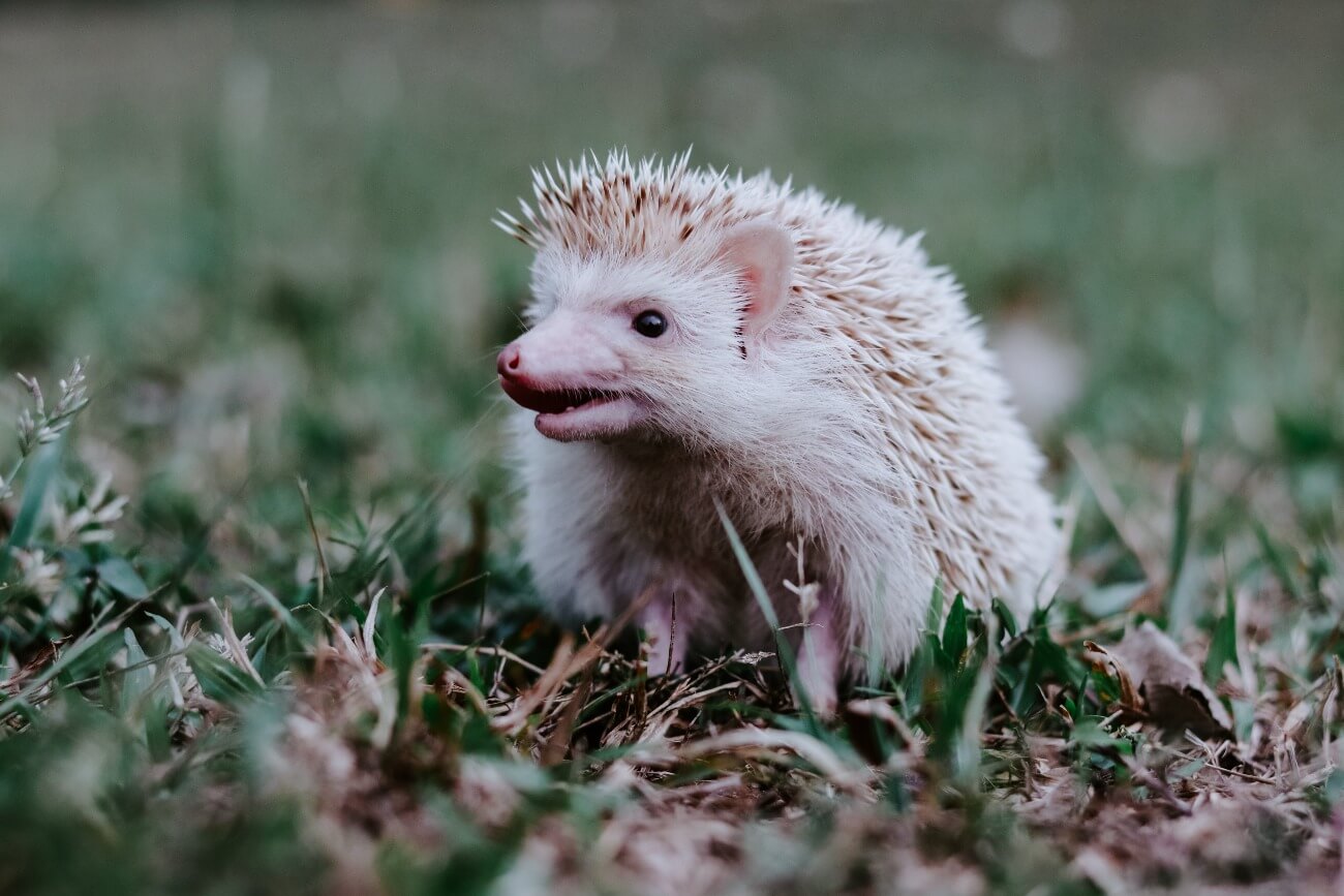 A happy hedgehog after self-anointing