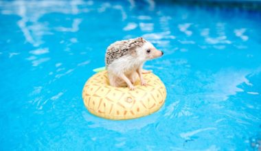 A hedgehog that can swim