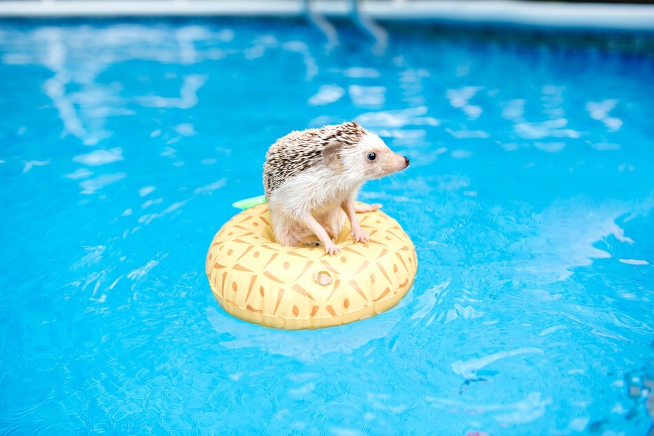 A hedgehog that can swim